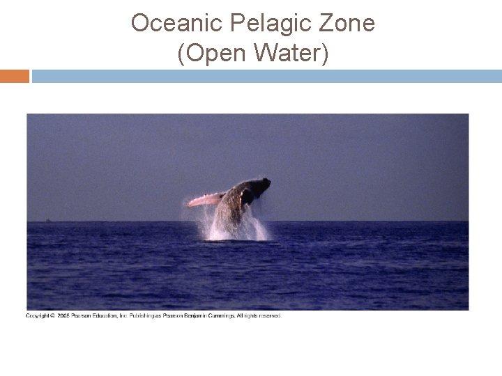 Oceanic Pelagic Zone (Open Water) 