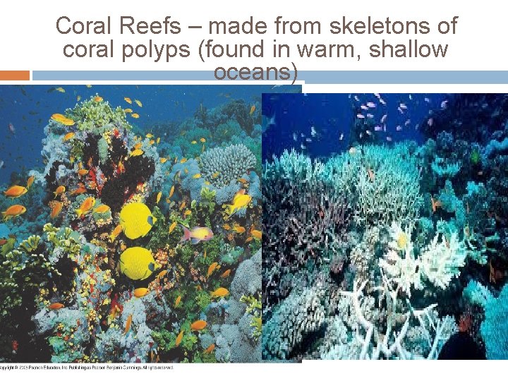 Coral Reefs – made from skeletons of coral polyps (found in warm, shallow oceans) Coral Reefs – made from skeletons of coral polyps (found in warm, shallow oceans)