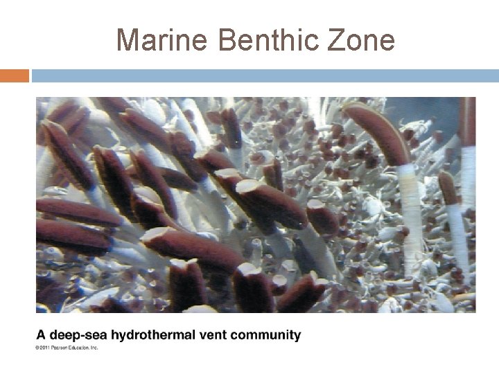Marine Benthic Zone 