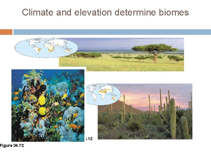 Climate and elevation determine biomes Figure 34. 7 C Figure 34. 12 