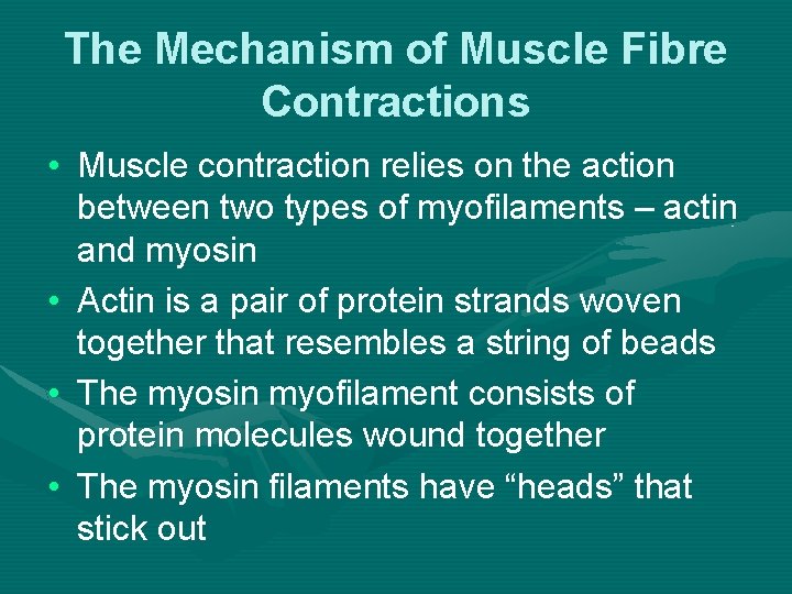 The Mechanism of Muscle Fibre Contractions • Muscle contraction relies on the action between
