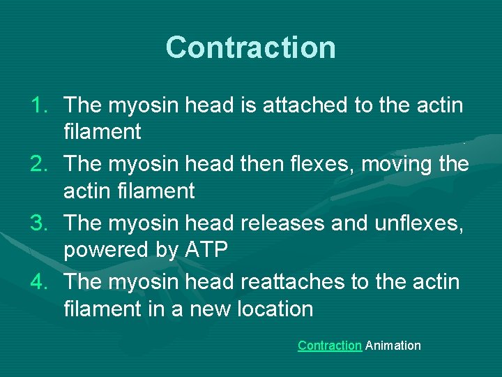 Contraction 1. The myosin head is attached to the actin filament 2. The myosin