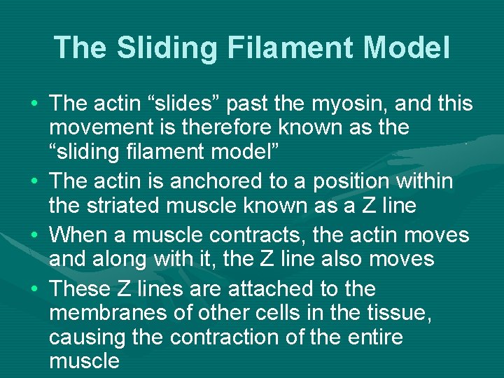 The Sliding Filament Model • The actin “slides” past the myosin, and this movement