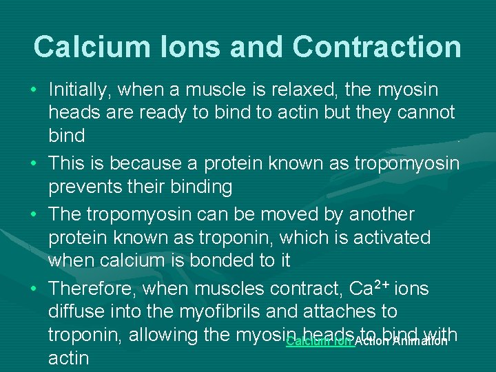 Calcium Ions and Contraction • Initially, when a muscle is relaxed, the myosin heads
