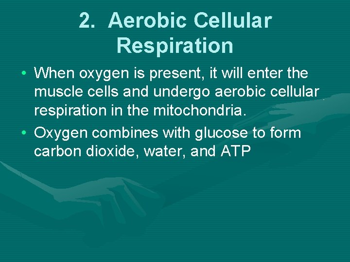 2. Aerobic Cellular Respiration • When oxygen is present, it will enter the muscle