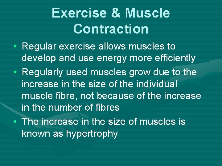 Exercise & Muscle Contraction • Regular exercise allows muscles to develop and use energy
