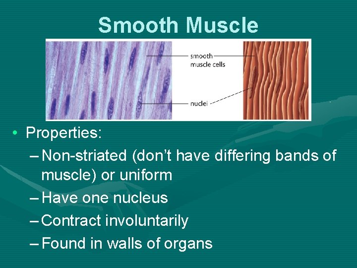 Smooth Muscle • Properties: – Non-striated (don’t have differing bands of muscle) or uniform