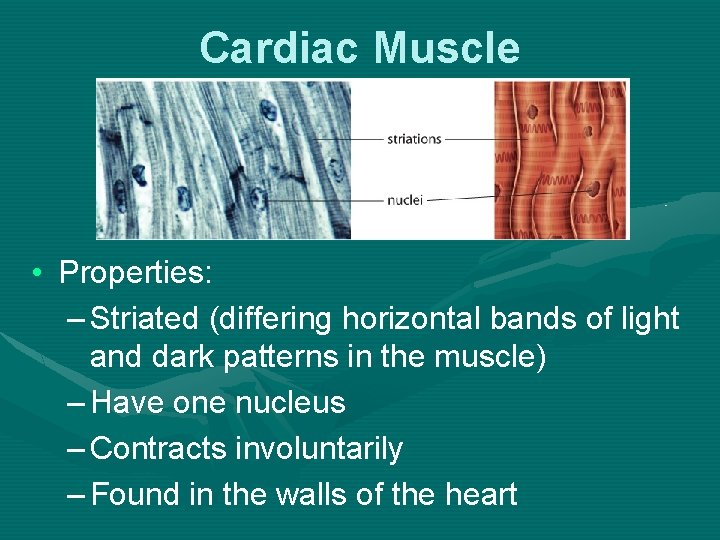 Cardiac Muscle • Properties: – Striated (differing horizontal bands of light and dark patterns