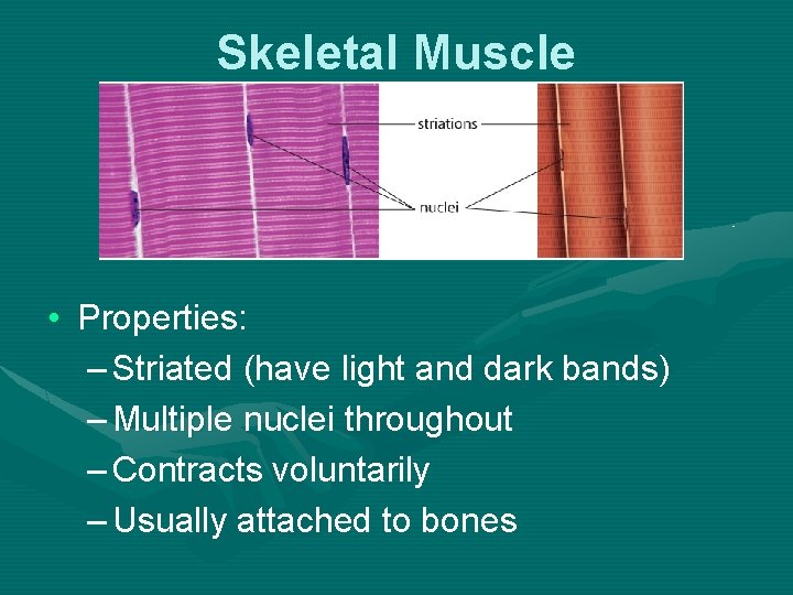 Skeletal Muscle • Properties: – Striated (have light and dark bands) – Multiple nuclei