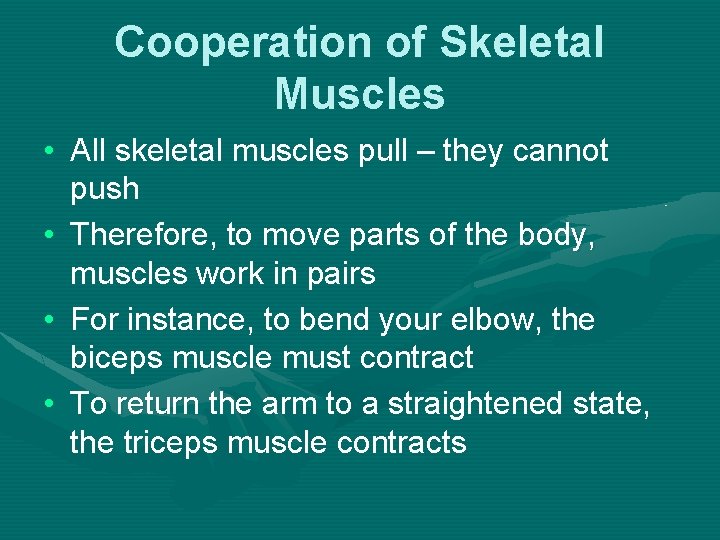 Cooperation of Skeletal Muscles • All skeletal muscles pull – they cannot push •