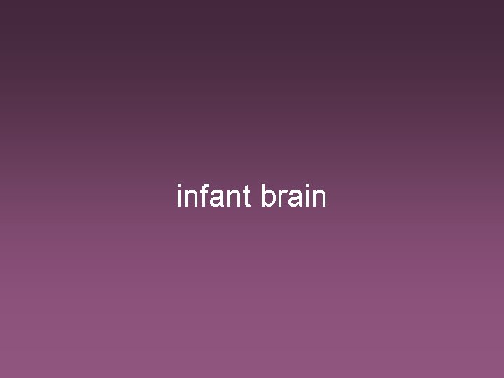 infant brain 