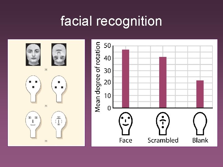 facial recognition 