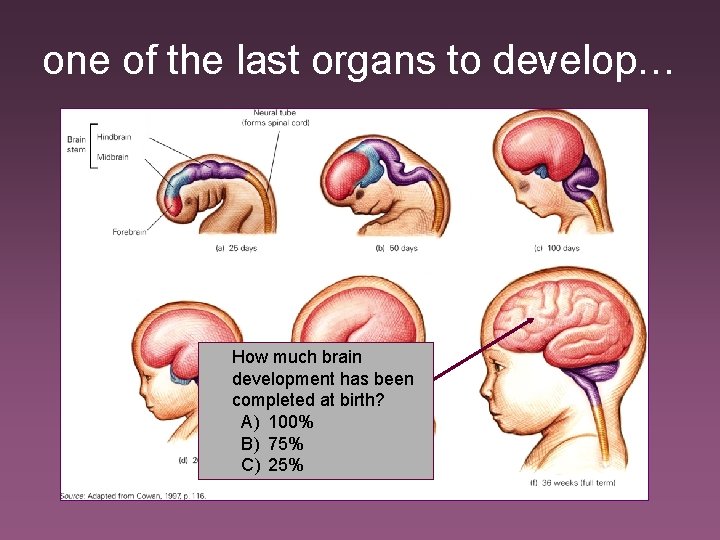 one of the last organs to develop… How much brain development has been completed