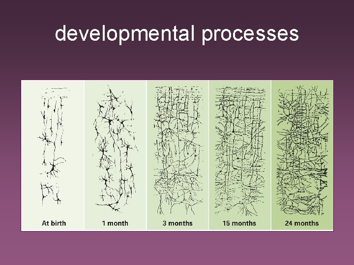 developmental processes 