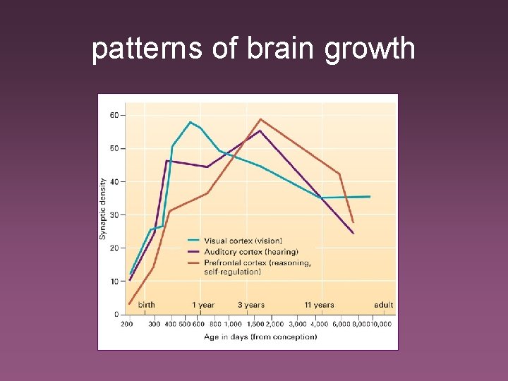 patterns of brain growth 