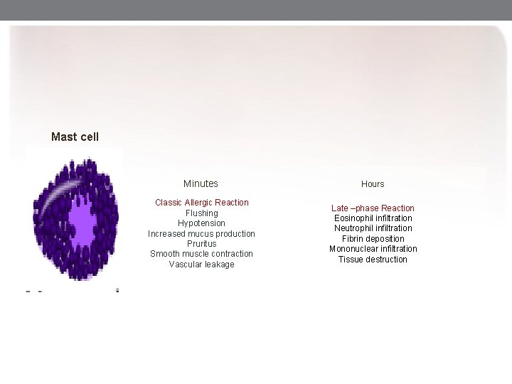 Mast cell Minutes Hours Classic Allergic Reaction Flushing Hypotension Increased mucus production Pruritus Smooth