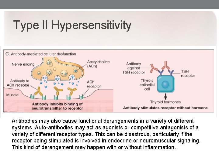 Type II Hypersensitivity Antibodies may also cause functional derangements in a variety of different