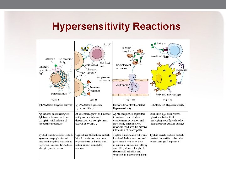 Hypersensitivity Reactions 