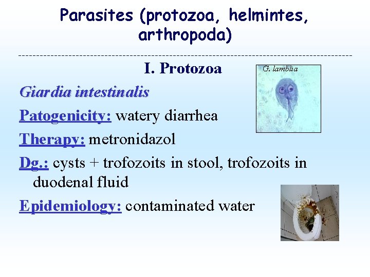 Parasites (protozoa, helmintes, arthropoda) G. lamblia I. Protozoa Giardia intestinalis Patogenicity: watery diarrhea Therapy: