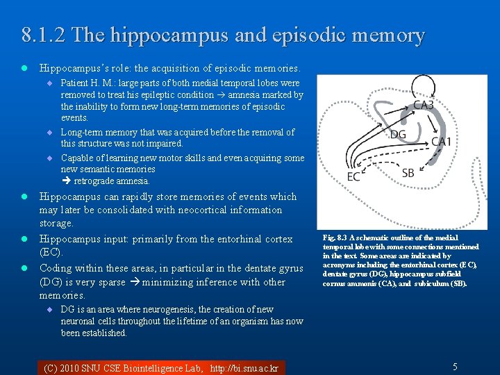 8. 1. 2 The hippocampus and episodic memory l Hippocampus’s role: the acquisition of