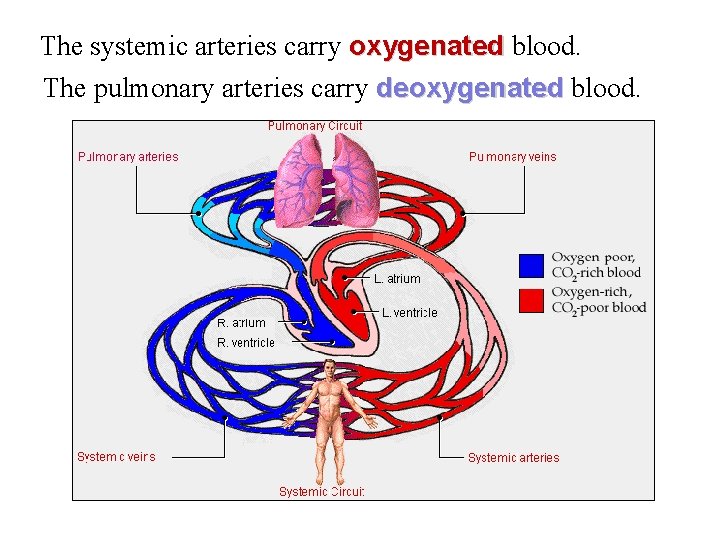 systemic veins carry and systemic arteries carry