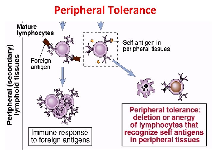 Peripheral Tolerance 