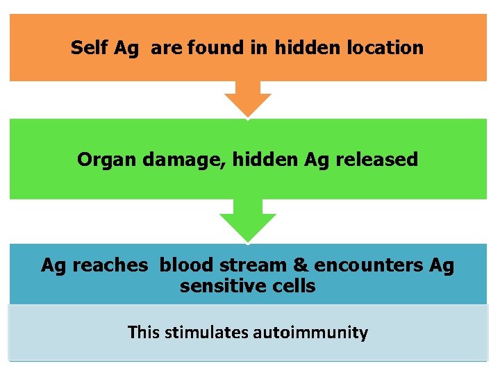 Self Ag are found in hidden location Organ damage, hidden Ag released Ag reaches