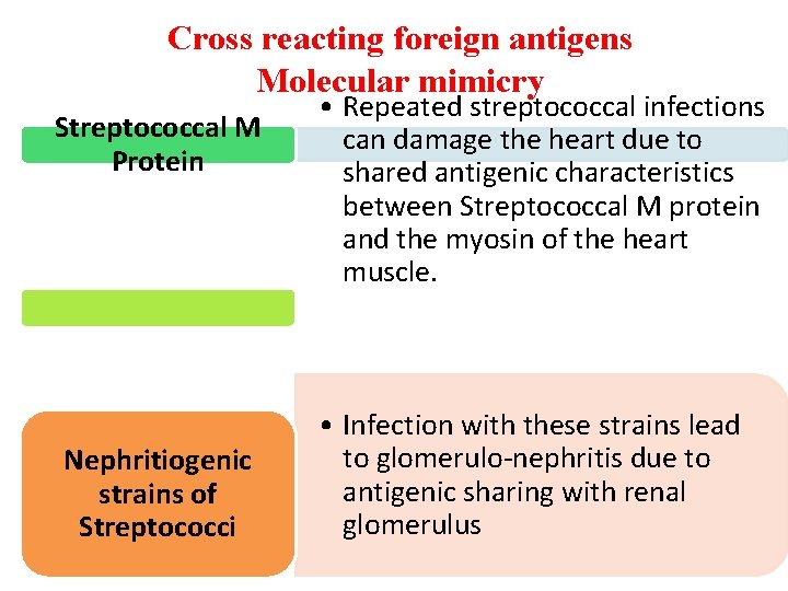 Cross reacting foreign antigens Molecular mimicry Streptococcal M Protein Nephritiogenic strains of Streptococci •