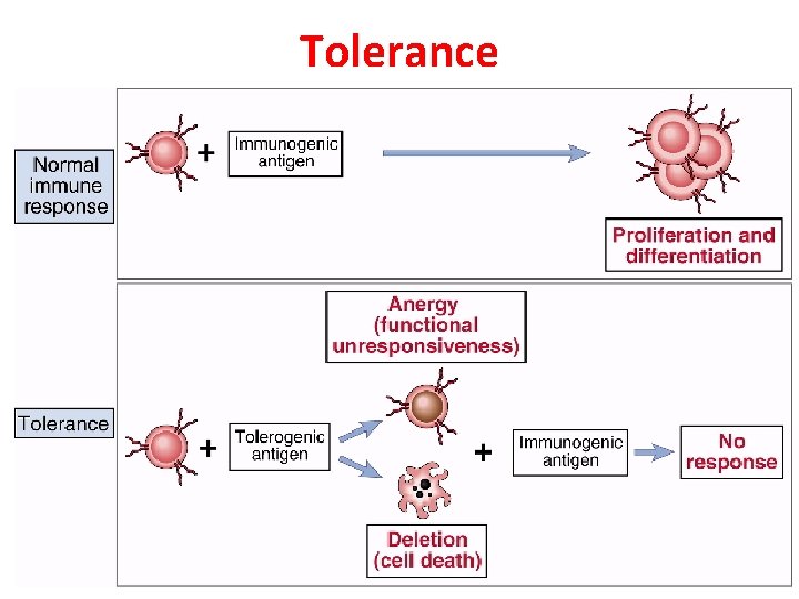 Tolerance 