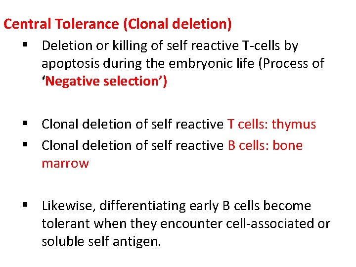 Central Tolerance (Clonal deletion) § Deletion or killing of self reactive T-cells by apoptosis