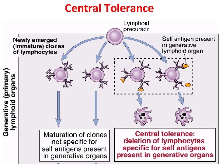 Central Tolerance 