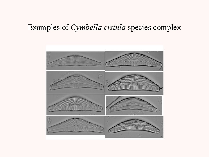 Examples of Cymbella cistula species complex 