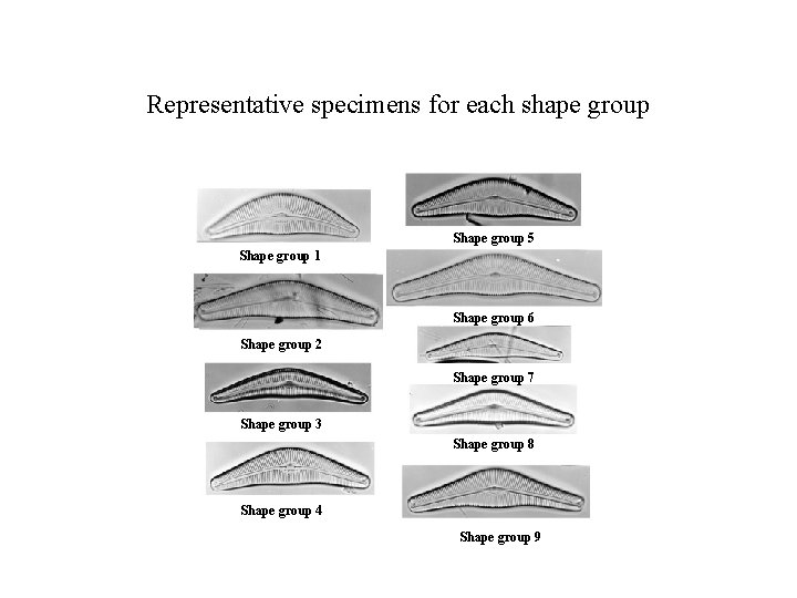 Representative specimens for each shape group Shape group 5 Shape group 1 Shape group