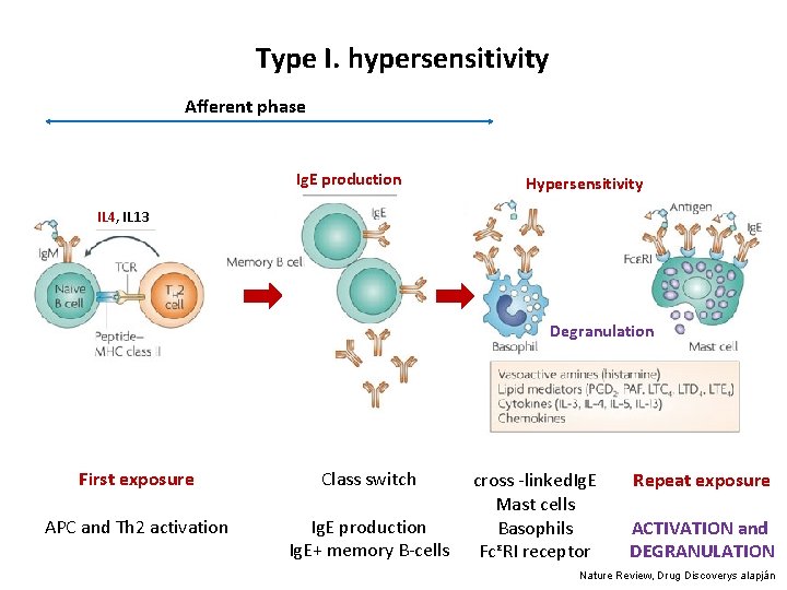 Type I. hypersensitivity Afferent phase Ig. E production Hypersensitivity IL 4, IL 13 Degranulation