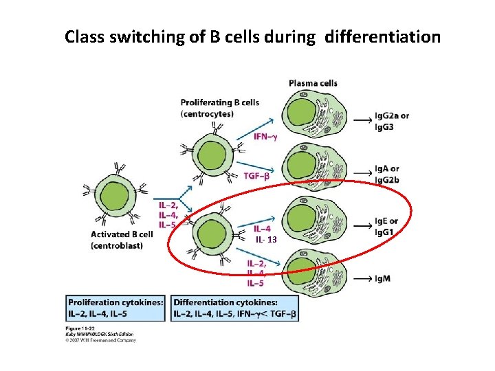 Class switching of B cells during differentiation IL- 13 