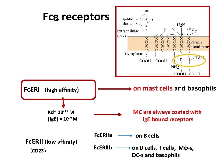Fce receptors on mast cells and basophils FcƐRI (high affinity) MC are always coated