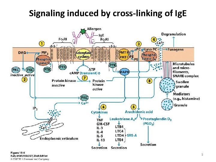 Signaling induced by cross-linking of Ig. E 15 