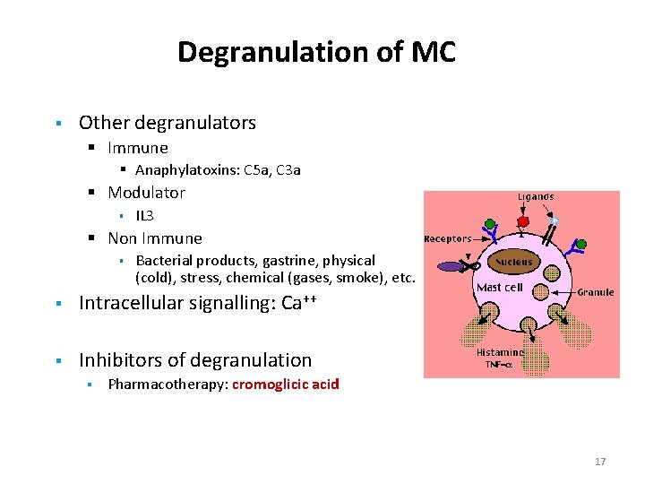 Degranulation of MC § Other degranulators § Immune § Anaphylatoxins: C 5 a, C