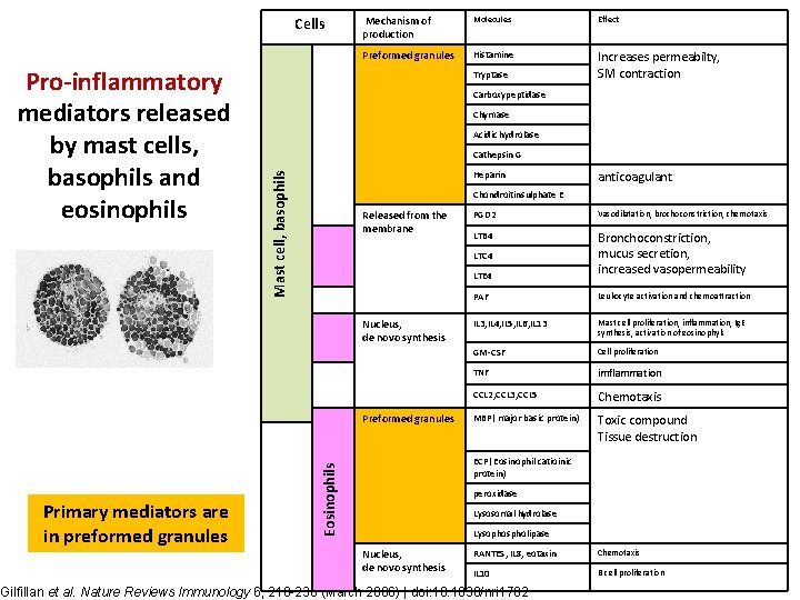 Cells Molecules Effect Preformed granules Histamine Increases permeabilty, SM contraction Tryptase Carboxypeptidase Chymase Acidic