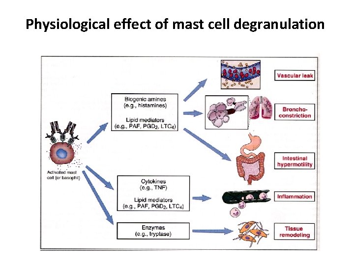 Physiological effect of mast cell degranulation 