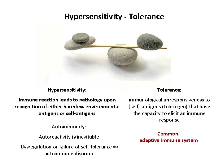 Hypersensitivity - Tolerance Hypersensitivity: Tolerance: Immune reaction leads to pathology upon recognition of either