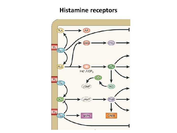Histamine receptors 