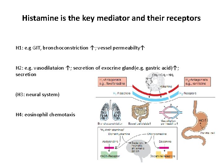 Histamine is the key mediator and their receptors H 1: e. g GIT, bronchoconstriction