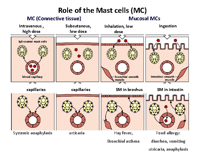 Role of the Mast cells (MC) MC (Connective tissue) Intravenous , high dose capillaries