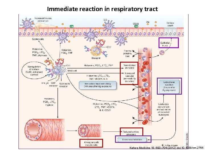 Immediate reaction in respiratory tract Nature Medicine 18, 693– 704 (2012) doi: 10. 1038/nm.