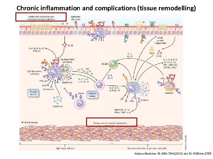 Chronic inflammation and complications (tissue remodelling) Nature Medicine 18, 693– 704 (2012) doi: 10.