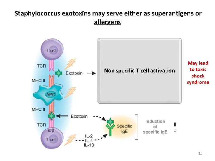 Staphylococcus exotoxins may serve either as superantigens or allergens Non specific T-cell activation May