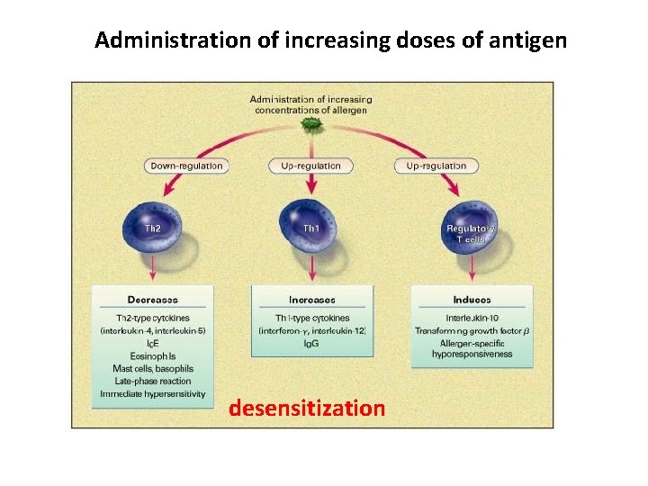 Administration of increasing doses of antigen desensitization 