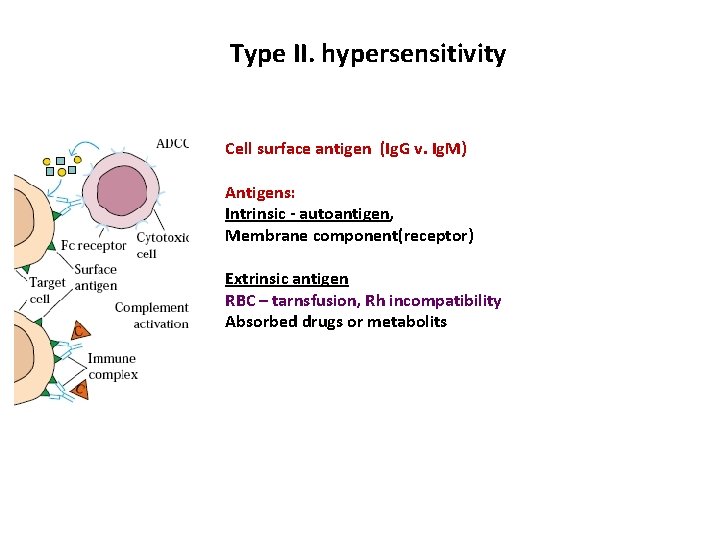 Type II. hypersensitivity Cell surface antigen (Ig. G v. Ig. M) Antigens: Intrinsic -