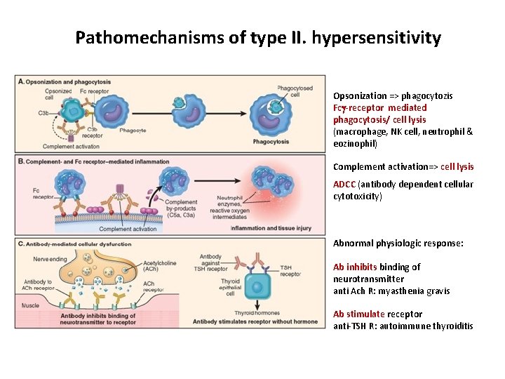 Pathomechanisms of type II. hypersensitivity Opsonization => phagocytozis Fc -receptor mediated phagocytosis/ cell lysis